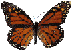 butterfly.gif - 8382 Bytes